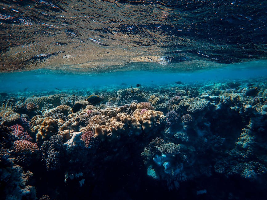 Philippines Establishes 24 New Marine Protected Areas in Sulu Sea