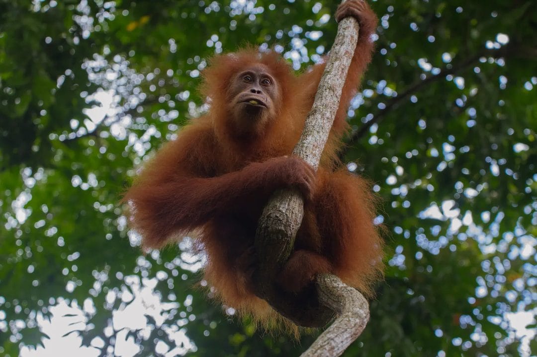 Indonesia's 2026 Fire Season Already Outpaces 2019 and 2023 as El Nino Disables Cloud Seeding