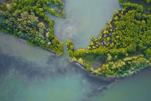 Asia's Coastal Cities Turn to Mangroves as a Cheaper Alternative to Seawalls