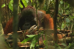 Indonesia Frees Five Rehabilitated Orangutans Into Betung Kerihun National Park