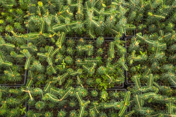 Indonesia Achieves Record Reforestation with 1.5 Million Hectares Planted