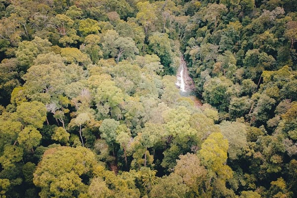 Borneo Deforestation Rate Drops 22% After Palm Oil Moratorium