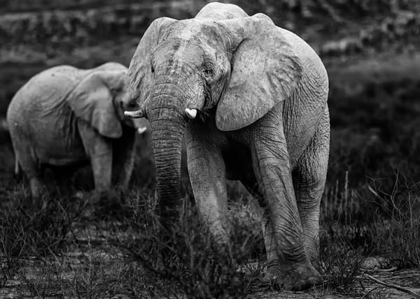 Elephant Corridor Restoration in Myanmar Reconnects Fragmented Populations