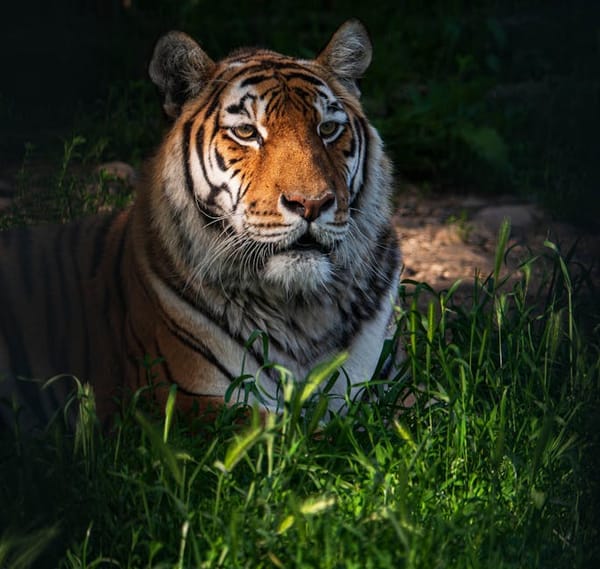 India's Tiger Population Reaches 3,600 as Corridor Program Expands