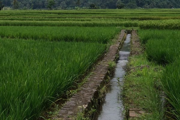 Vietnam's Mekong Delta Invests $800 Million in Saltwater Intrusion Defenses