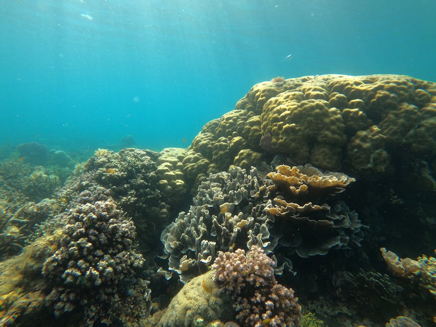 Coral Restoration Project Revives 50 Hectares of Reef in the Coral Triangle