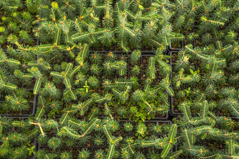 Indonesia Achieves Record Reforestation with 1.5 Million Hectares Planted