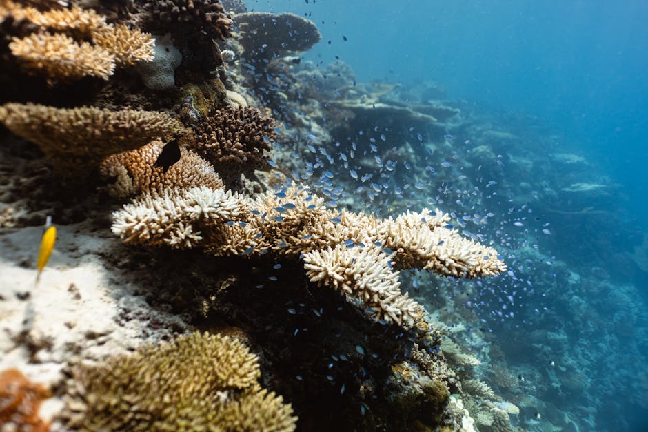 Coral Bleaching Alert Issued for 80% of Southeast Asian Reefs