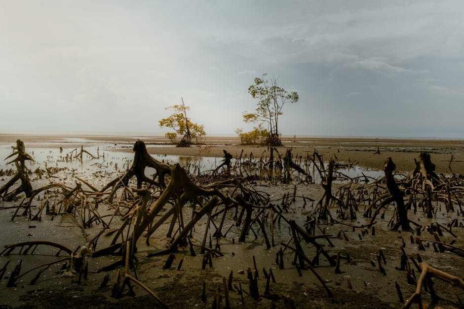 Indonesia Deploys Mangrove Restoration Drones Across 15 Provinces