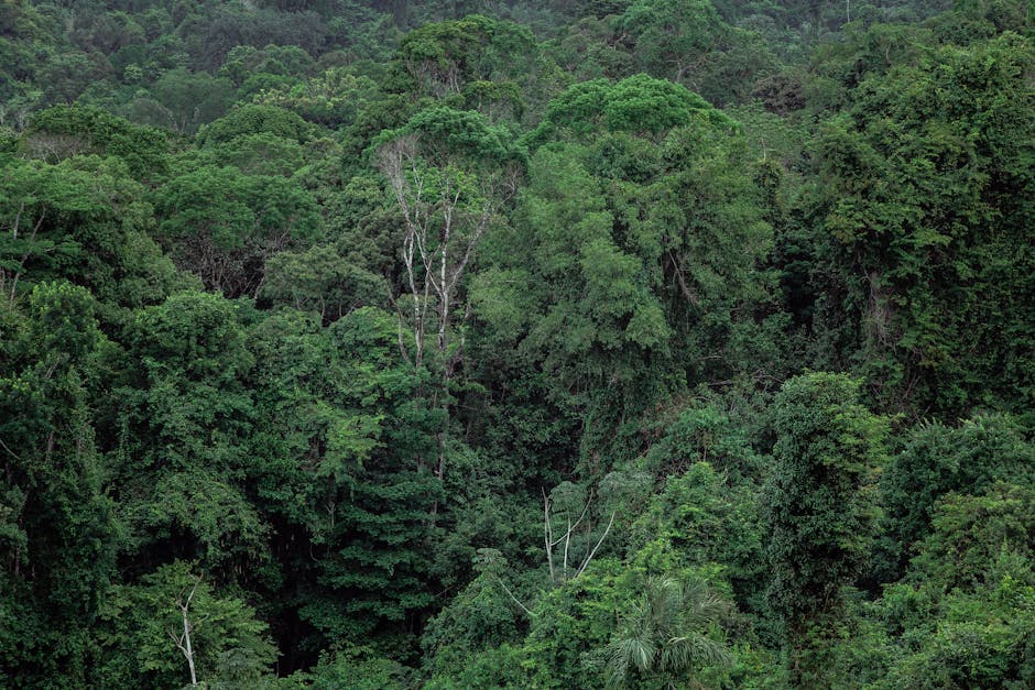 Sumatra's Last Rainforest Corridor Secured Through Land Swap Agreement